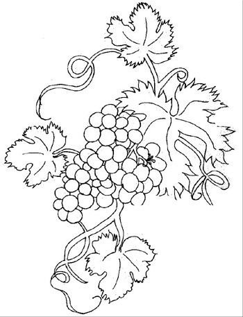 Виноград раскраска