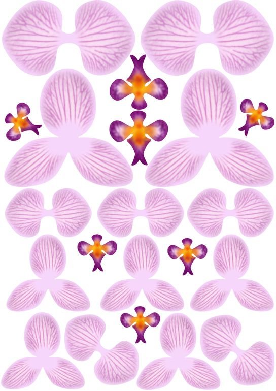 Шаблоны цветов орхидеи