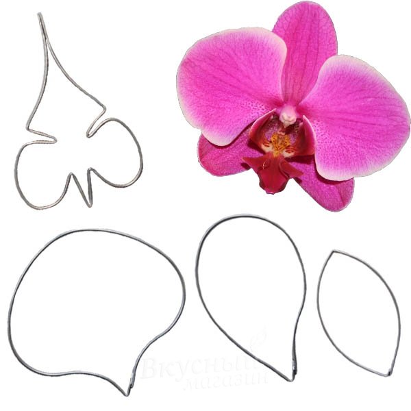 Вайнер Орхидея фаленопсис