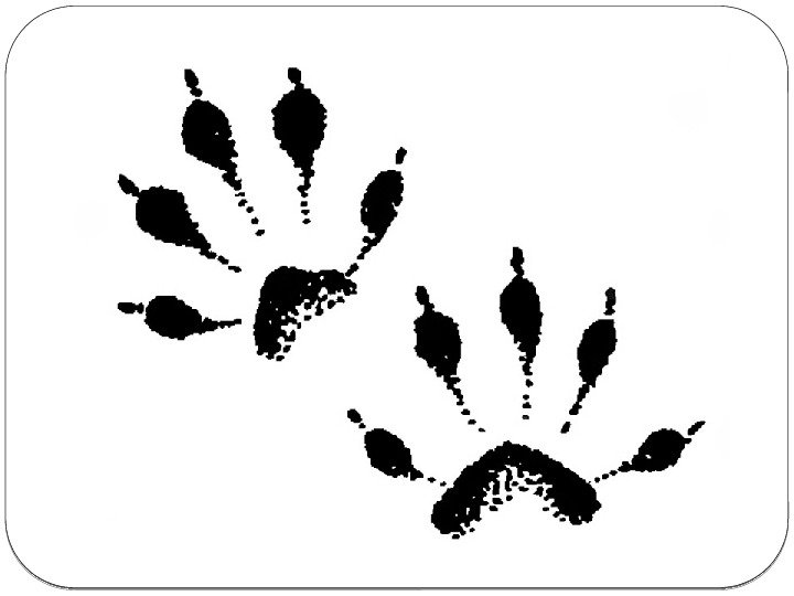 Следы белки