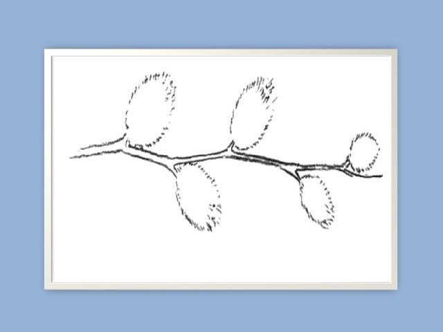 Ветка вербы раскраска