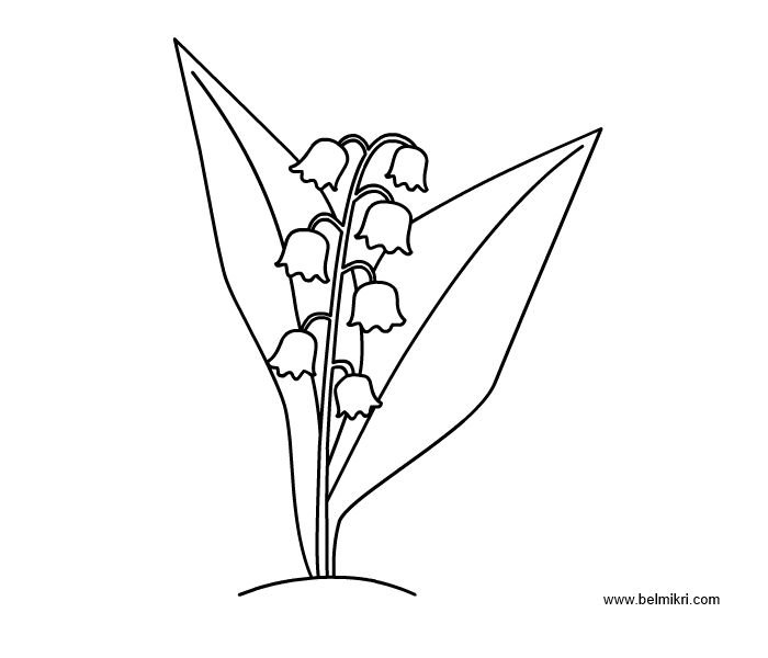 Ландыш рисунок