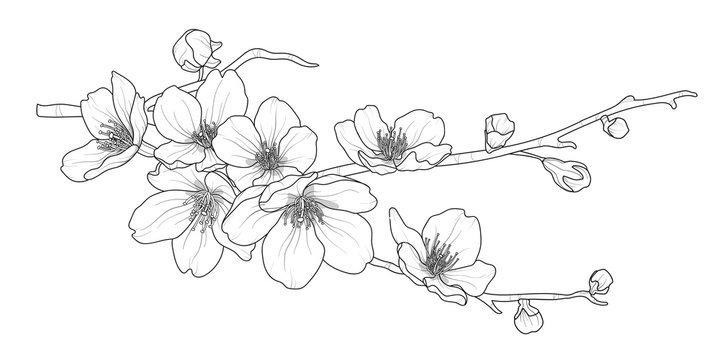 Веточка Сакуры контур