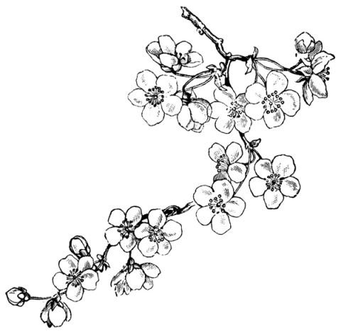 Ветка Сакуры