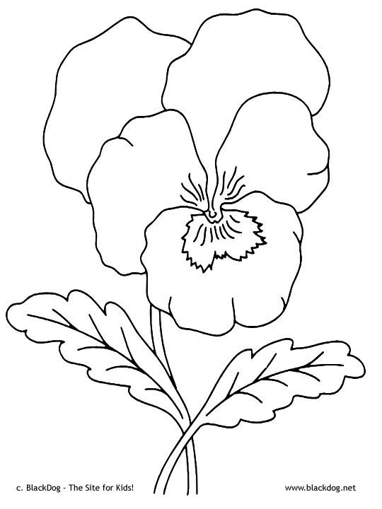 Анютины глазки трафарет