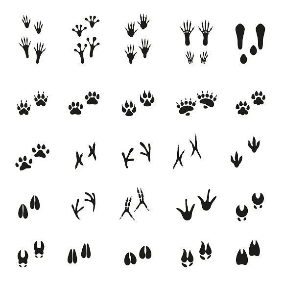 Следы животных контур