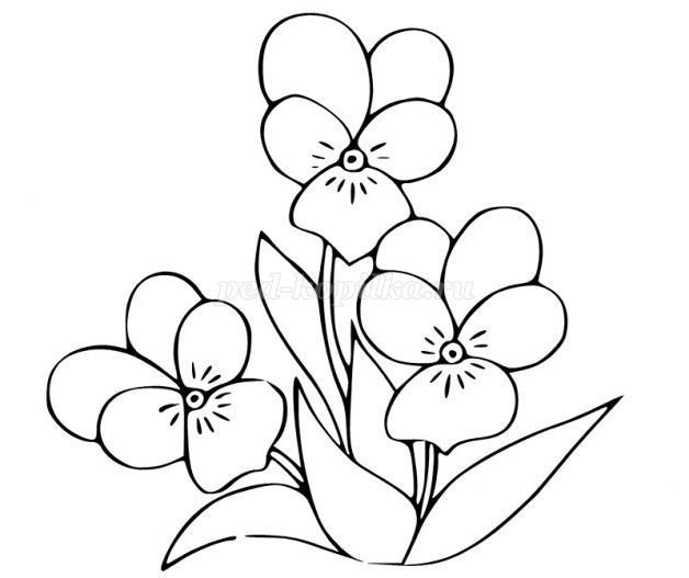 Узамбарская фиалка раскраска