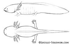 Аксолотль набросок