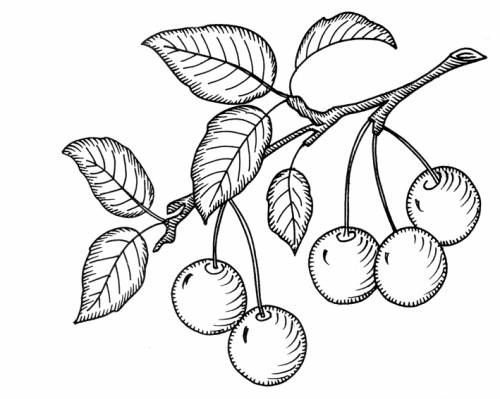 Рисование ветка вишни