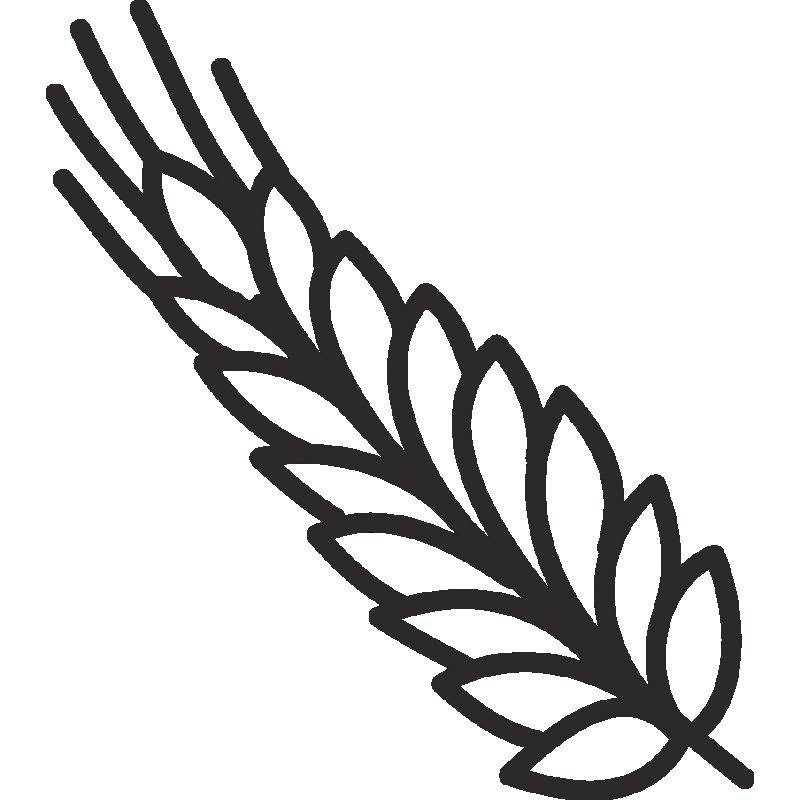 Колосья пшеницы