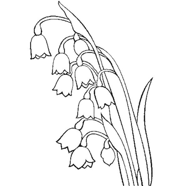 Цветок Ландыш раскраска для детей