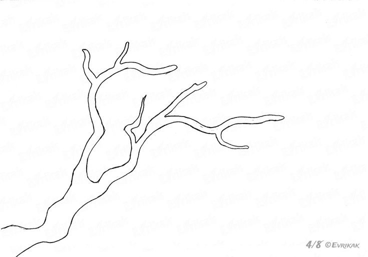 Ветка рисунок