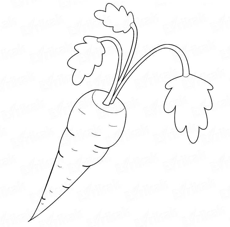 Морковка раскраска