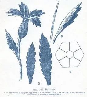 Листья василька