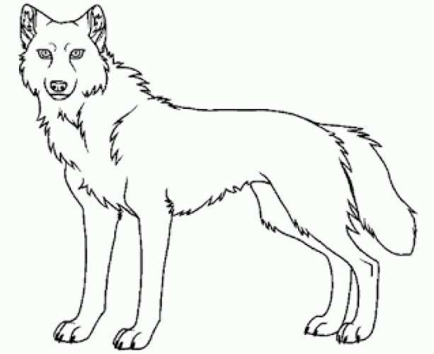 Волк раскраска для детей