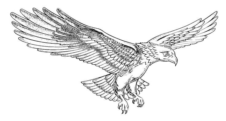 Орел раскраска