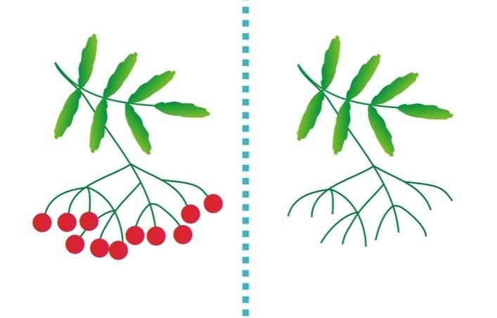 Ветка рябины» (рисование с натуры) (т.с.Комарова, стр.40)