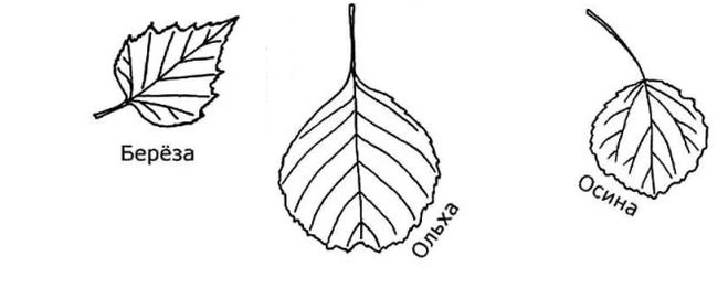 Лист березы рисунок