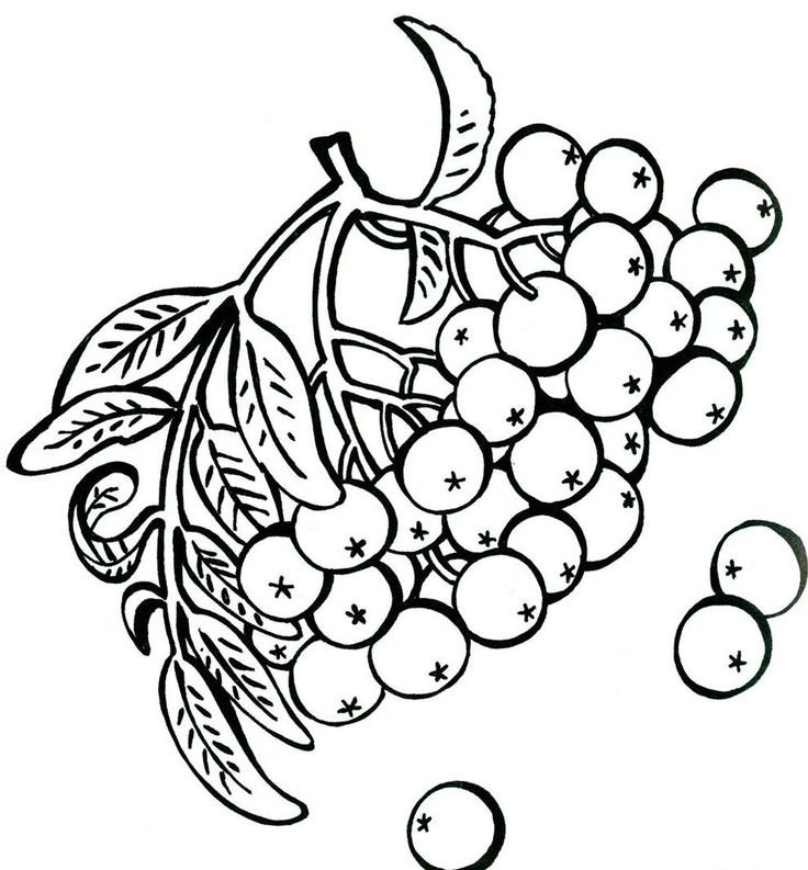 Гроздь рябины раскраска для детей