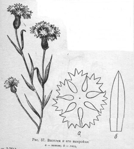 Шаблон цветка василька