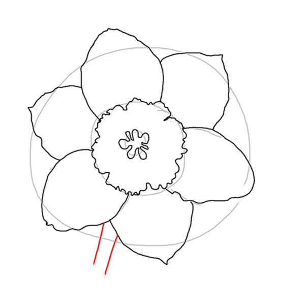 Нарцисс трафарет