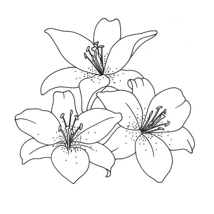 Раскраска цветы лилии
