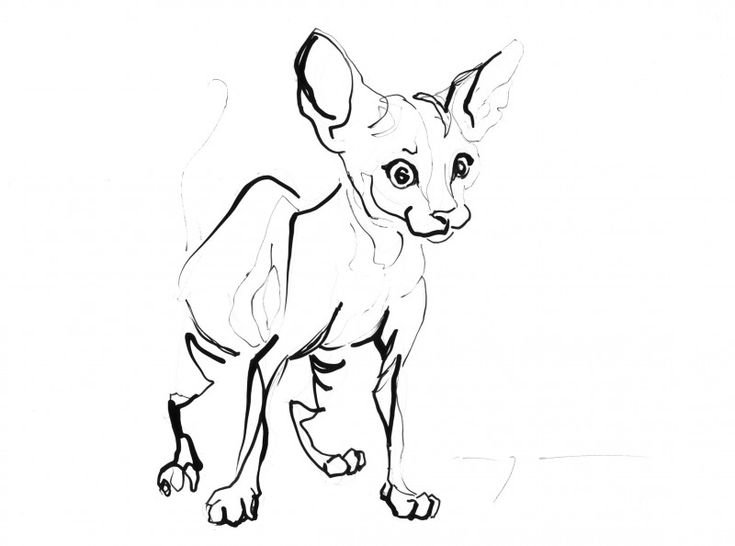 Раскраска кот сфинкс