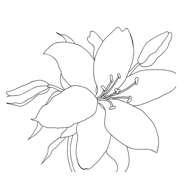 Цветы рисунок карандашом