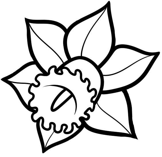 Нарцисс раскраска