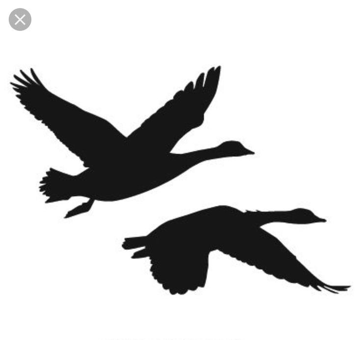 Силуэт лебедя в полете