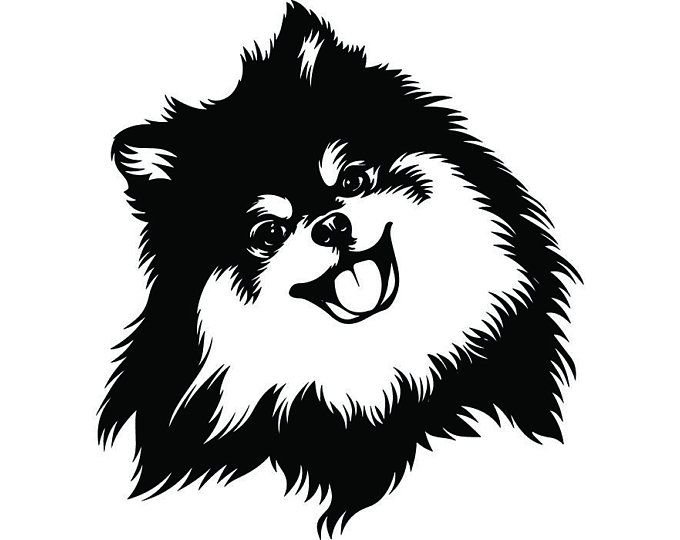 Контур померанского шпица