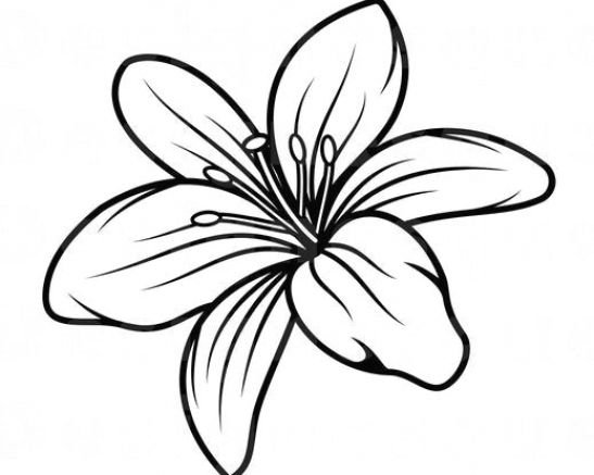 Лилия силуэт