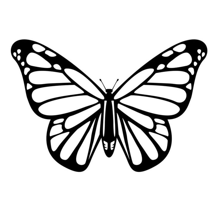 Бабочка контур