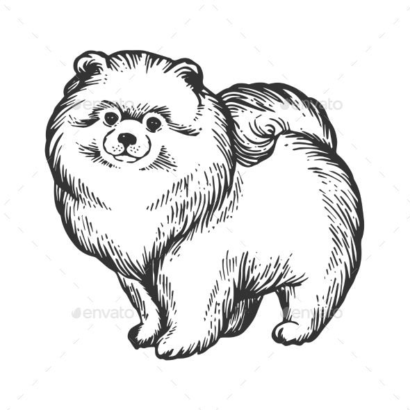 Померанский шпиц вектор