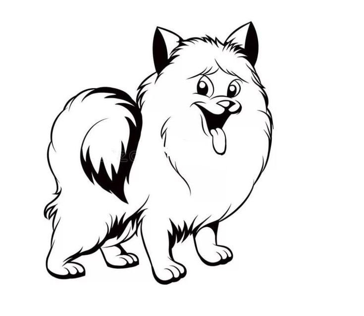 Контур померанского шпица