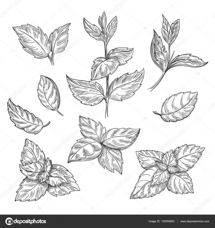 Листья мяты Графика