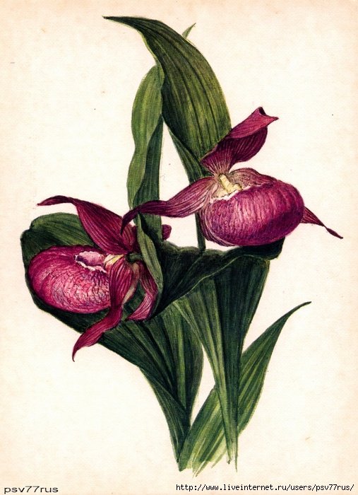 Венерин башмачок