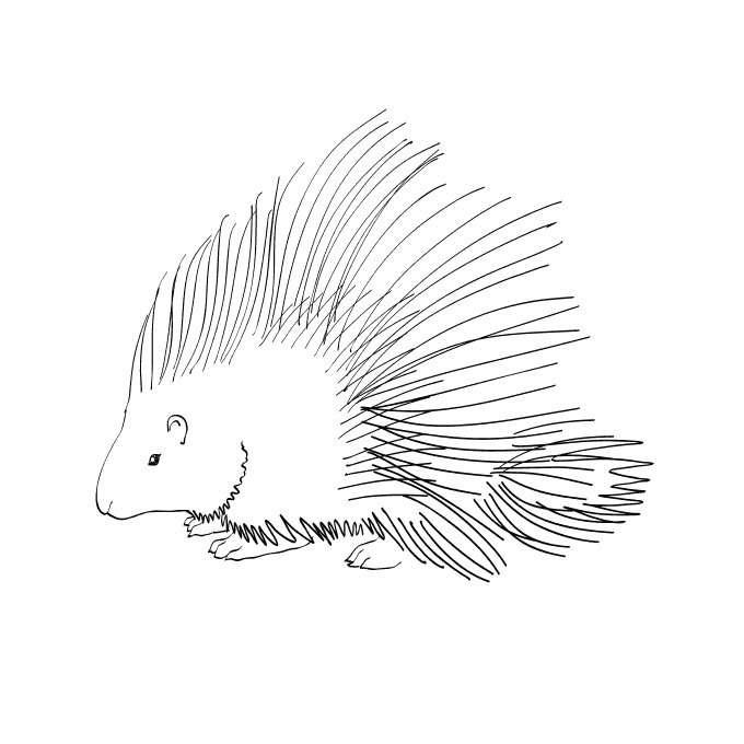 Дикобраз рисунок для детей