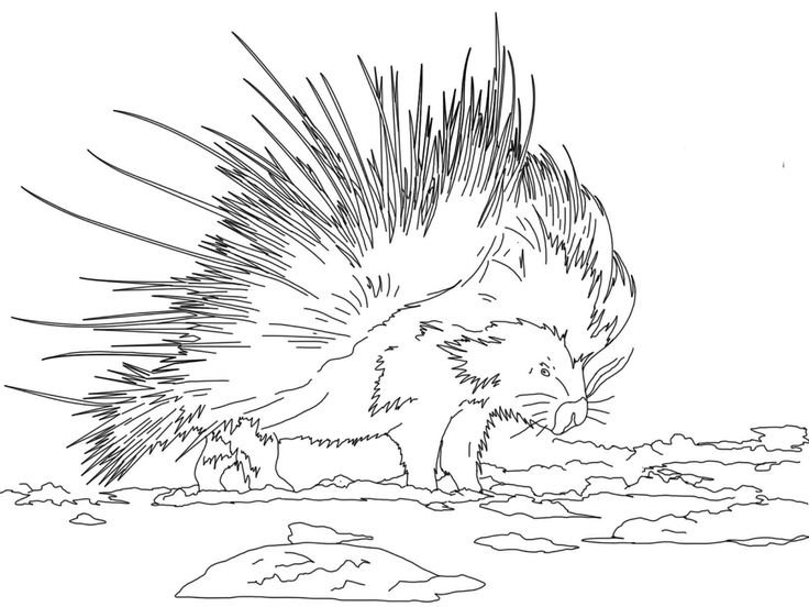 Дикобраз рисунок