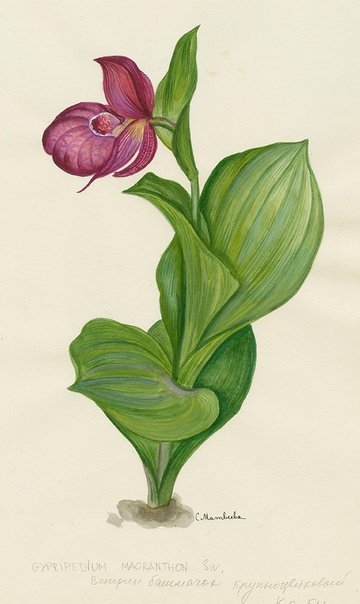 Венерин башмачок ботаника