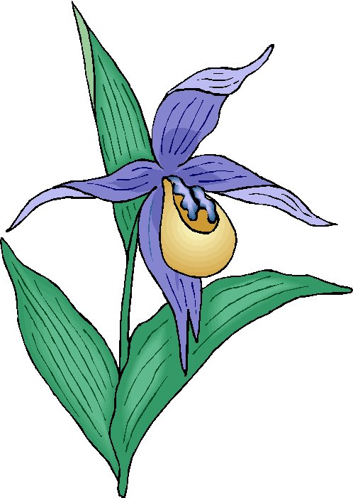 Венерин башмачок