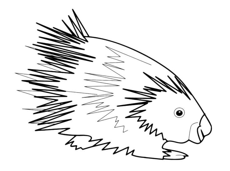 Дикобраз раскраска для детей