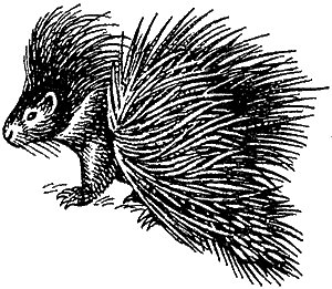 Дикобраз раскраска для детей