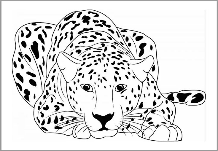 Леопард раскраска для детей