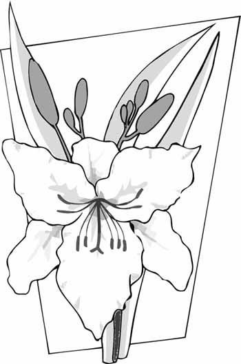 Раскраска букет гладиолусов