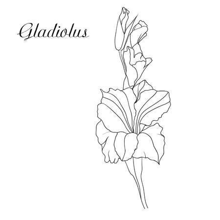 Гладиолус цветок рисунок