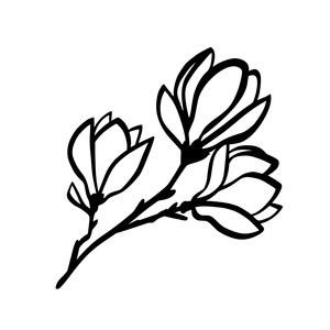 Цветы магнолии