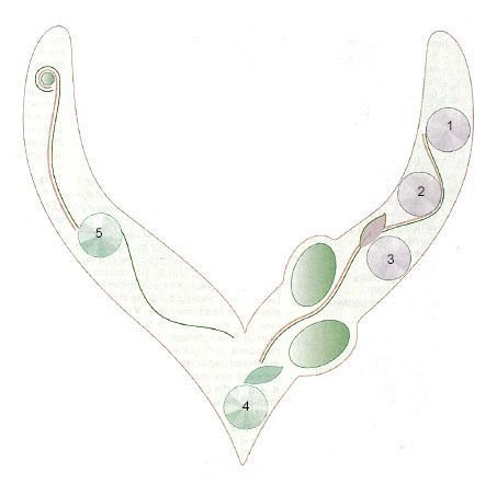 Колье трафарет