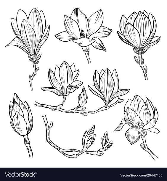 Цветы магнолии