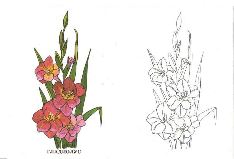 Ирис Нарцисс Гладиолус
